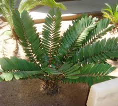 Zamia Palm
