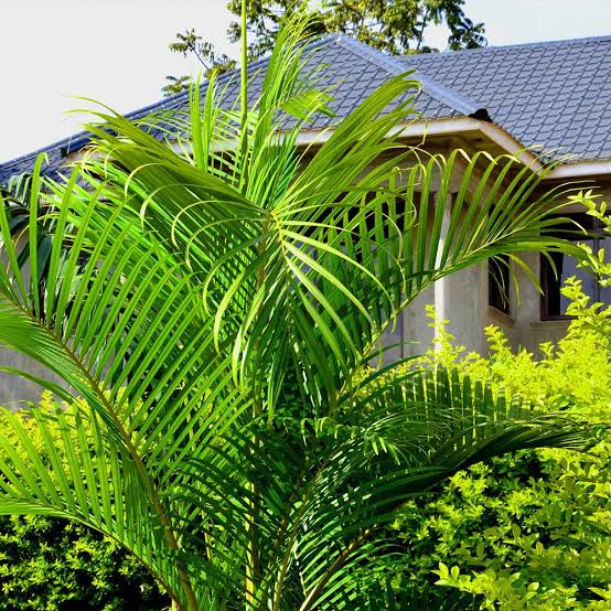 Areca Palm (Golden Palm)