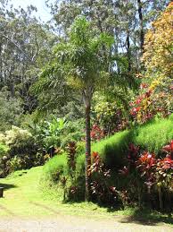 madagascariansis	(Banna	بنا)